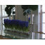 Orchids Centerpiece in Glass Planter-322954505-322954511