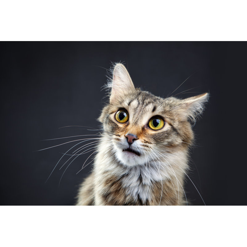 Portrait Of A Cat - Wrapped Canvas Print, 20cm H x 30cm W