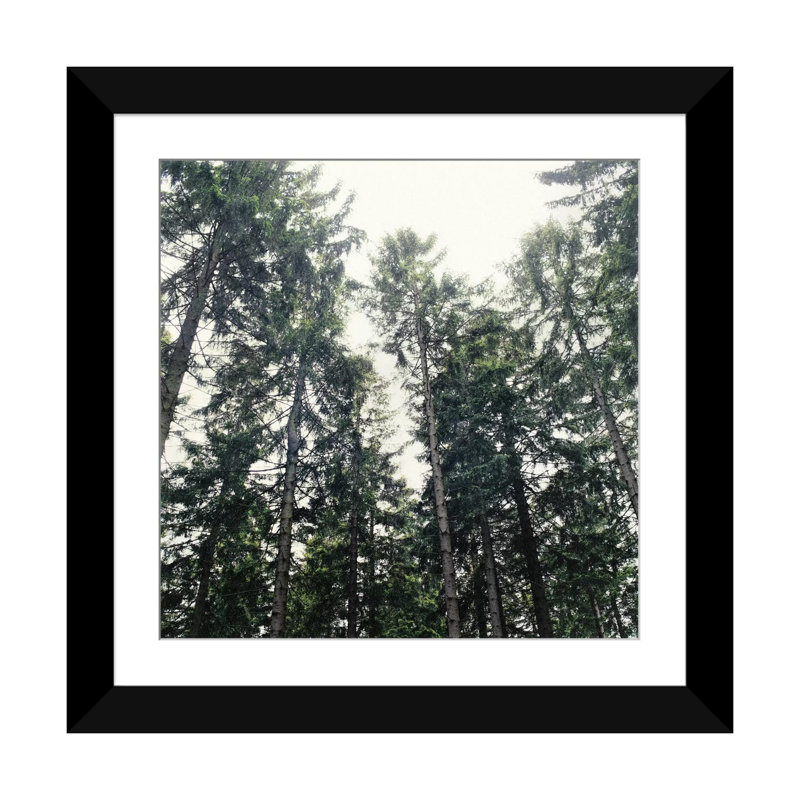 «Up in the Woods», reproduction de photo sur toile tendue, H 24 po x l 24 po x P 1 po, Papier d'art encadré noir, Blanc