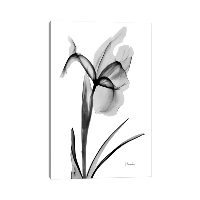 «Expressed Iris II» par Albert Koetsier, impression, Toile tendue, Aucun mat, H 26 po x l 18 po x 1,5 po