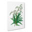 Chinese Rhubarb Illustration - Wrapped Canvas Painting-55370488