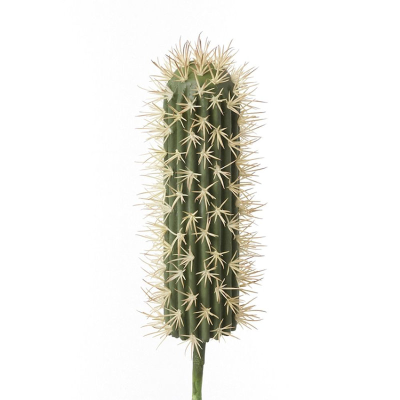 Tige de cactus saguaro
