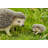 Mother and Baby Hedgehogs