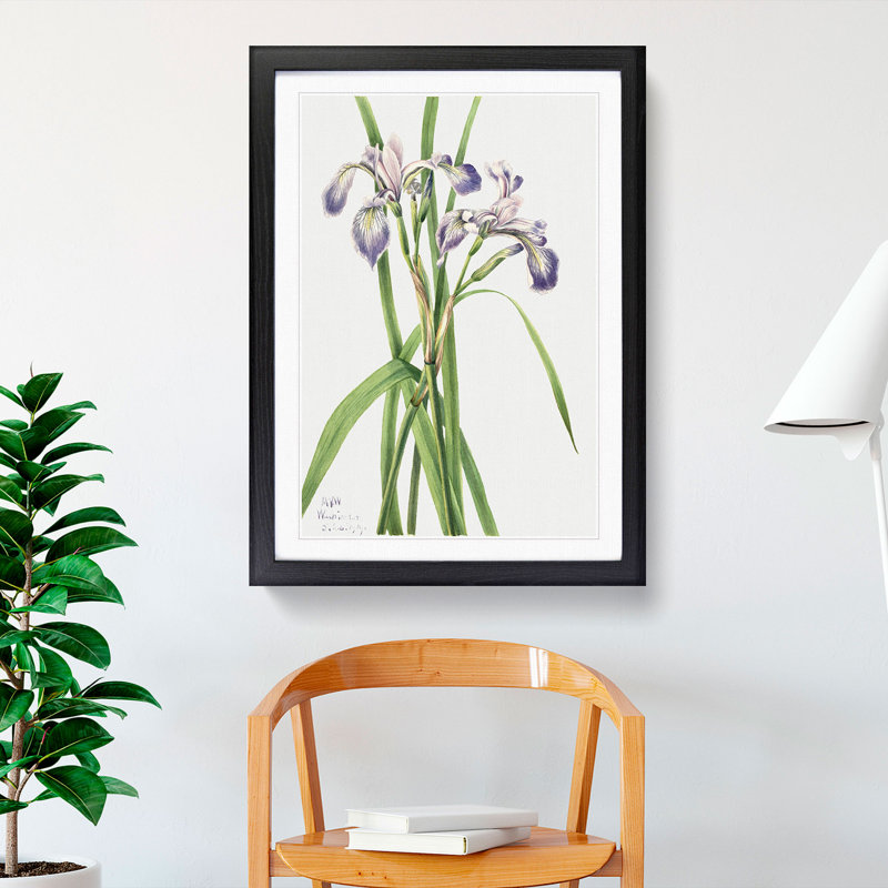 Blueflag Iris by Mary Vaux Walcott - Picture Frame Painting, 65cm H x 48cm W x 2cm D, Black Framed