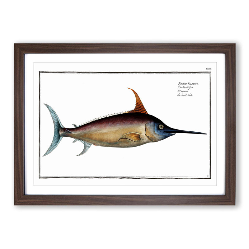 Swordfish - Picture Frame Art Prints, 36cm H x 48cm W x 2cm D, Walnut Framed