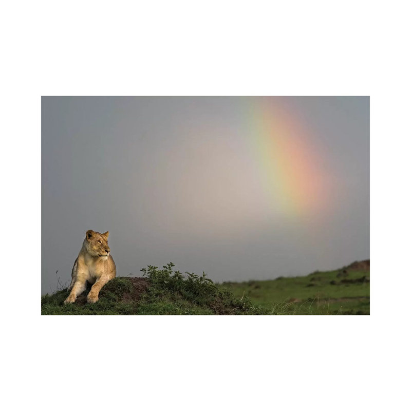 Africa, Kenya, Maasai Mara National Reserve. Female Lion And Rainbow. by Jaynes Gallery - Wrapped Canvas Print