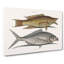 Hig Fish And Shad Fish by Mark Catesby - Wrapped Canvas Print-55313517