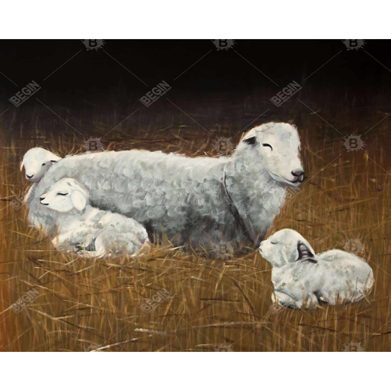 " Sheep And Lambs "