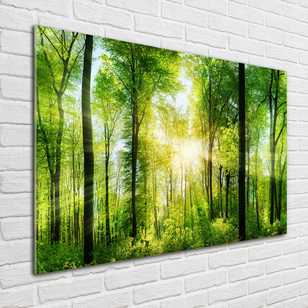 Glasbild Wald in der Sonne