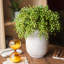Dilatatum plante en faux linden-1499194275-1499194301