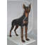 Statue de chien Jarrard Doberman L 36 po x l 9 po x H 38 po.