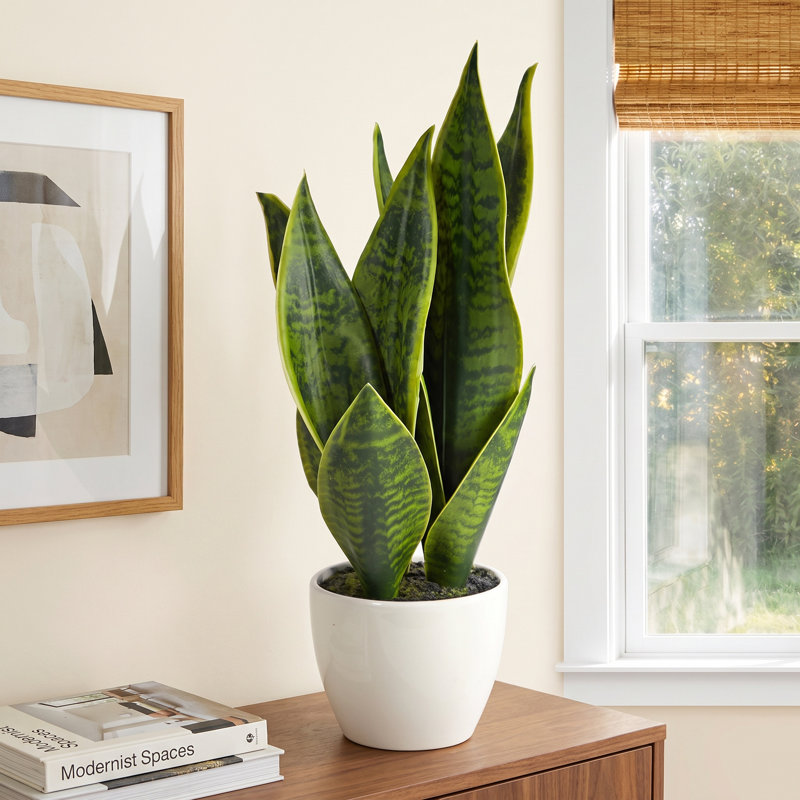 16'' Faux Snake Plant (Sansevieria) Succulent in Planter