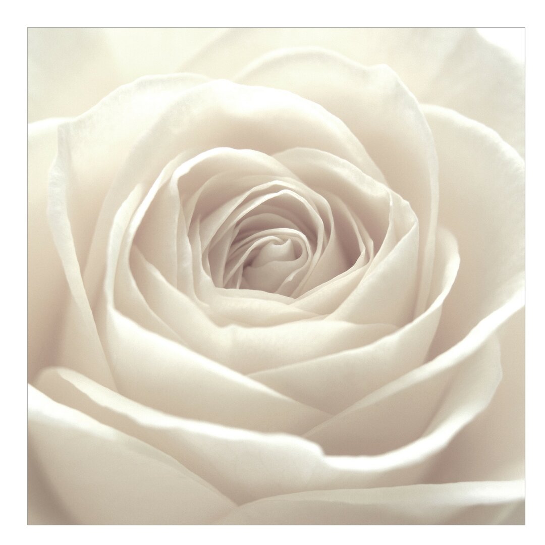 Tapete Pretty White Rose 1,92 m L x 192 cm B-Streifen