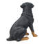 Statue assis rottweiler