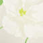 Nasturtium Wallpaper-49817517