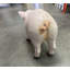 Statue cochon nouveau-né