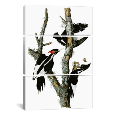 Ivory-billed Woodpecker1829 by John James Audubon 3 Piece Photographic Print on Wrapped Canvas Set
