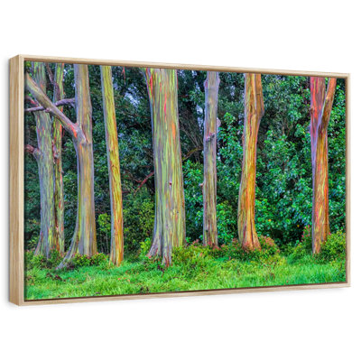 Eucalyptus arc-en-ciel