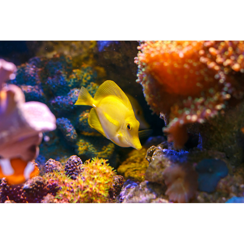 Zebrasoma Flavescens par Fgorgun, H 12 po x l 18 po