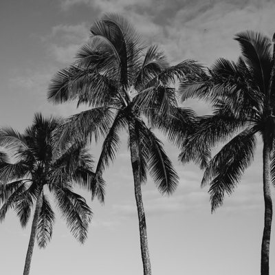 «Hawaiian Palms IV», impression sur toile tendue