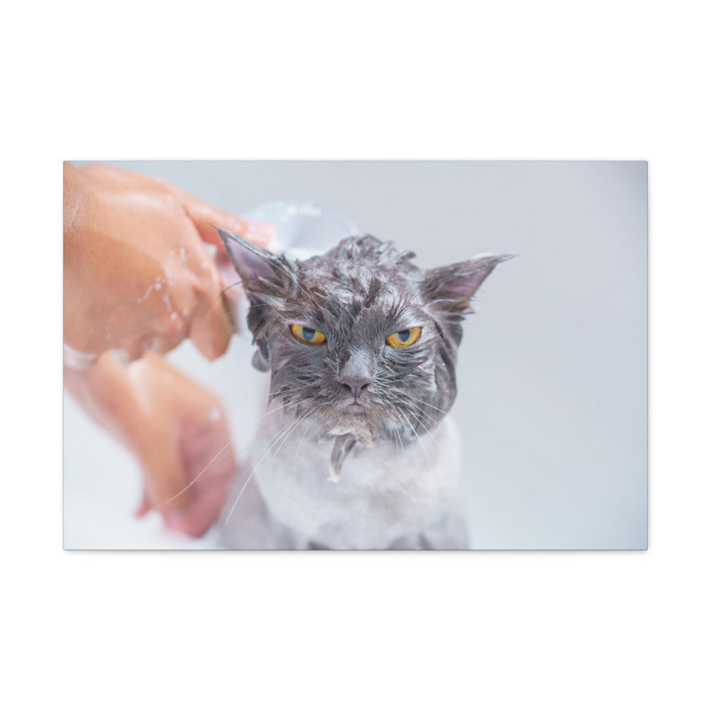 Drôle de chat persan Bathee, art mural sur toile, H 16 po x l 20 po