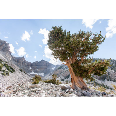 Bristlecone Landscape - Wrapped Canvas Print