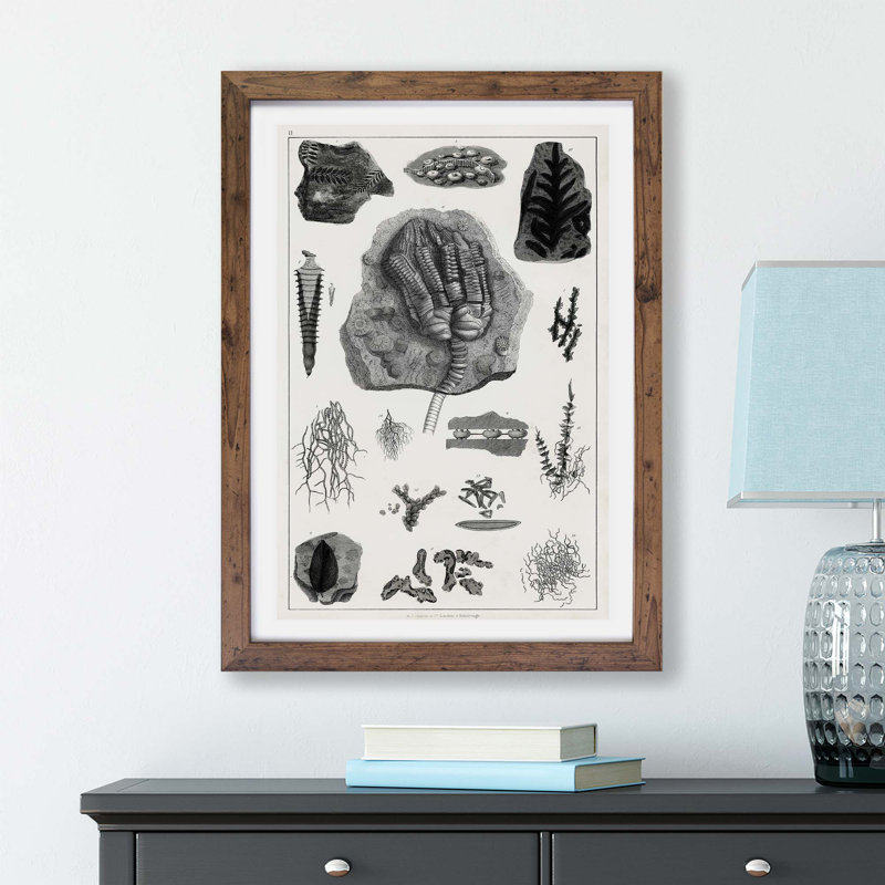 Collection of Fossils by Oliver Goldsmith - Framed Print, 24cm H x 33cm W x 2cm D, Walnut