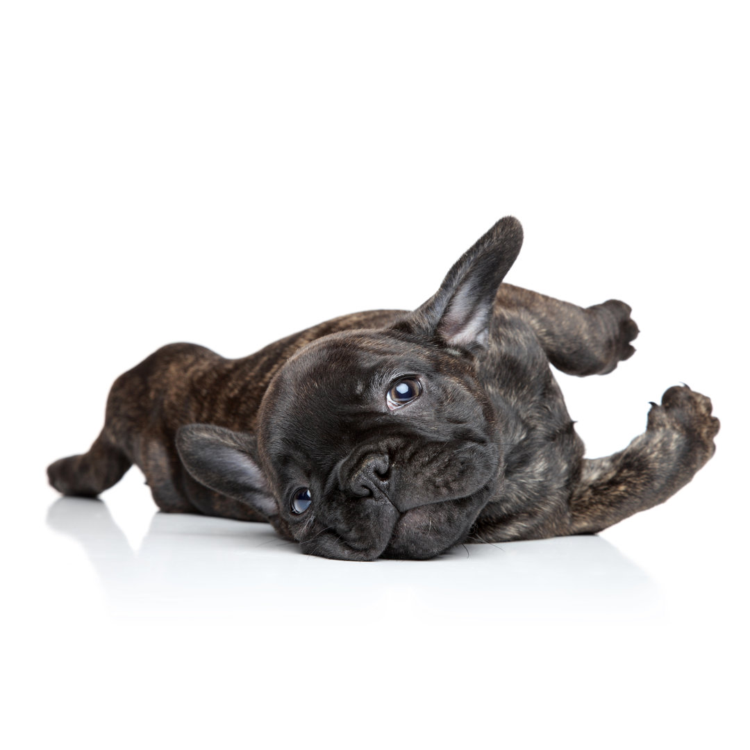 French Bulldog Puppy - Wrapped Canvas Print
