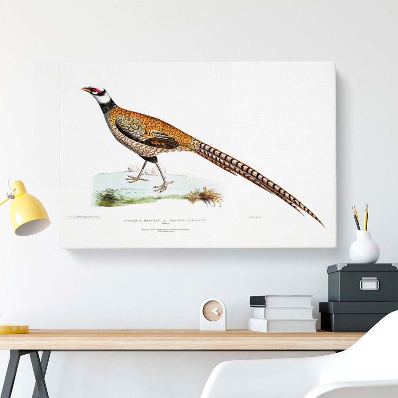 Reeves Pheasant Illustration by John Edward Gray - Wrapped Canvas, 40cm H x 60cm W x 3cm D