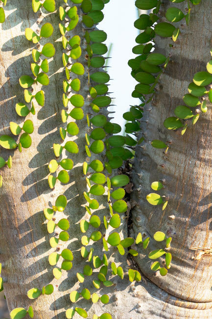 Afrique, Afrique, épinette, forêt, anosy, Madagascar, plantes Ocotillo avec leurs feuilles qui poussent directement de leur tronc