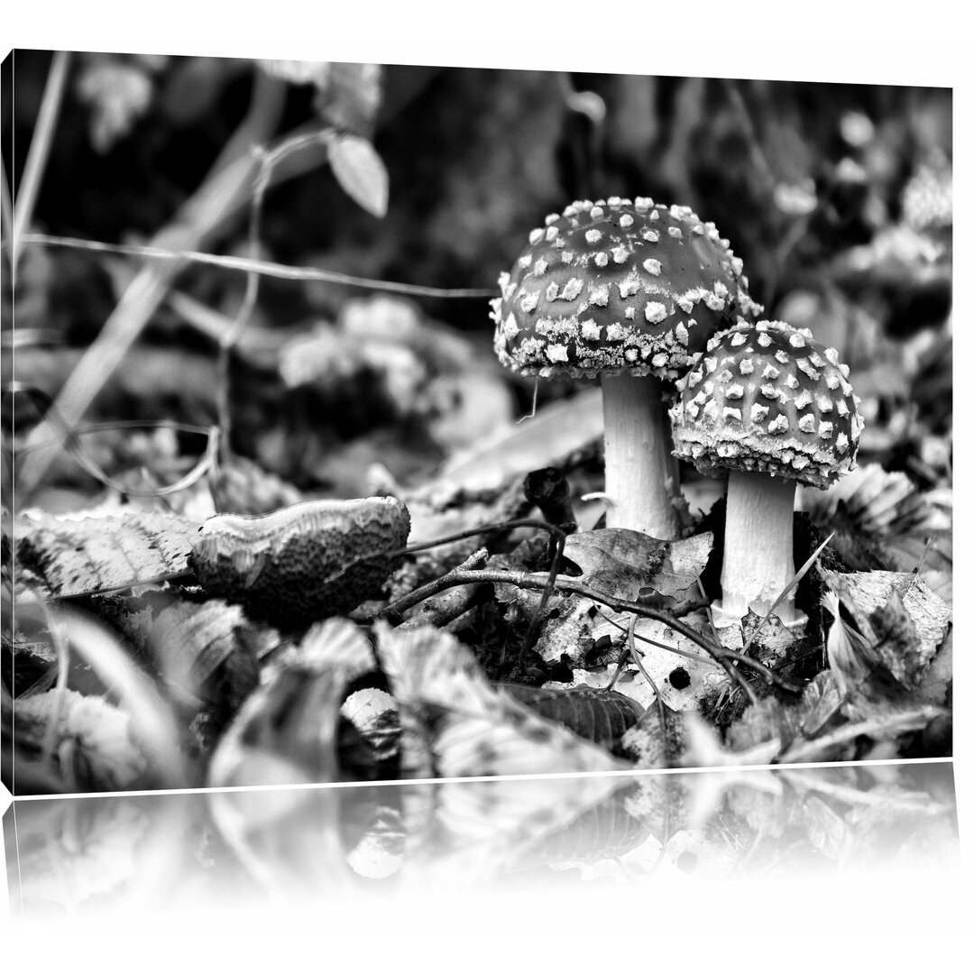 Leinwandbild Pilz im Wald in Monochrom