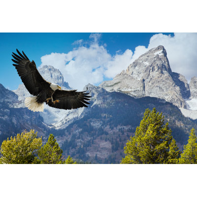 American Bald Eagle by JamesBrey - No Frame Art Prints on Canvas
