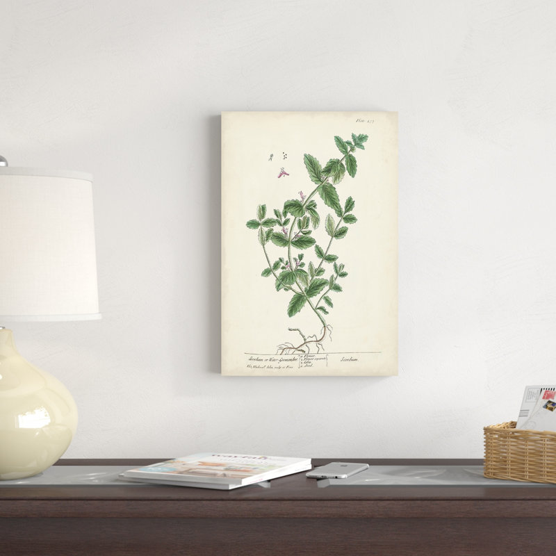 Herbes antiques, H 18 po x l 12 po
