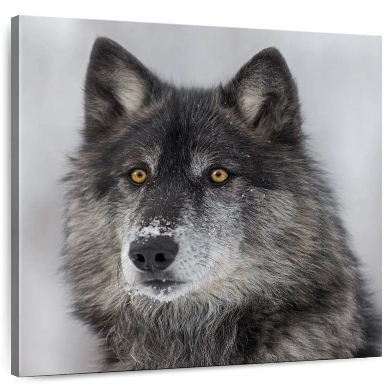 Crowle Surprised Wolf, 33" H x 33" W