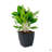2-Pack Self-Watering Planter - Hand Woven Wicker - Thin Square-322108781