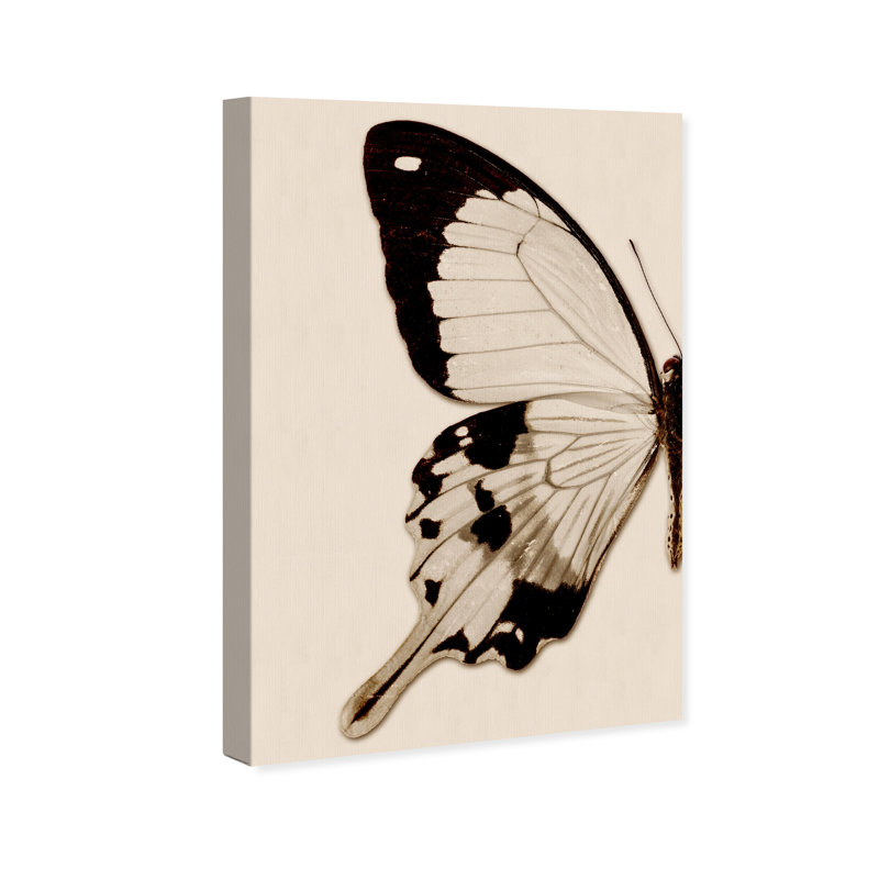 Animaux, papillon sépia I, insectes - Impression sur toile, H 45 po x l 30 po, Toile tendue