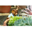 Meuric UV Resistant Stone Garden Statue