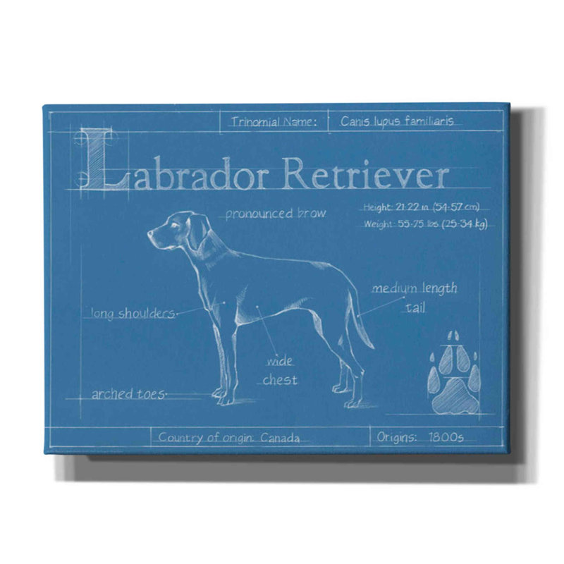 «Blueprint Labrador Retriever», impression sur toile tendue