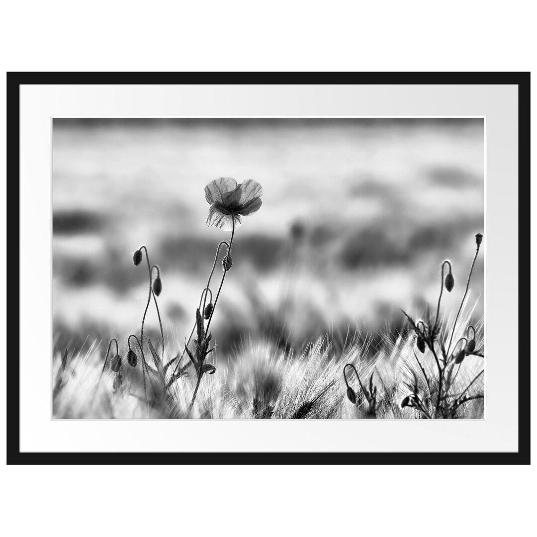 Gerahmter Fotodruck Tulips in a Field