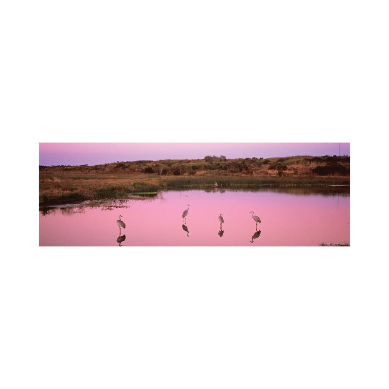 Sandhill Cranes In A Pond At A Celery Fields, Sarasota, Sarasota County, Florida, USA by Panoramic Images - Wrapped Canvas Panoramic Print
