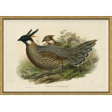 Pheasants From Gould's Birds Of Australia 1 Giclee Print by John Gould