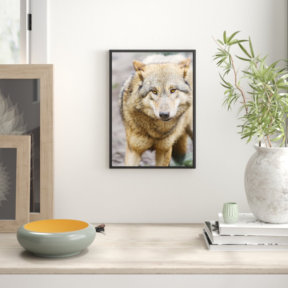 Gerahmtes Wandbild scheuer Wolf