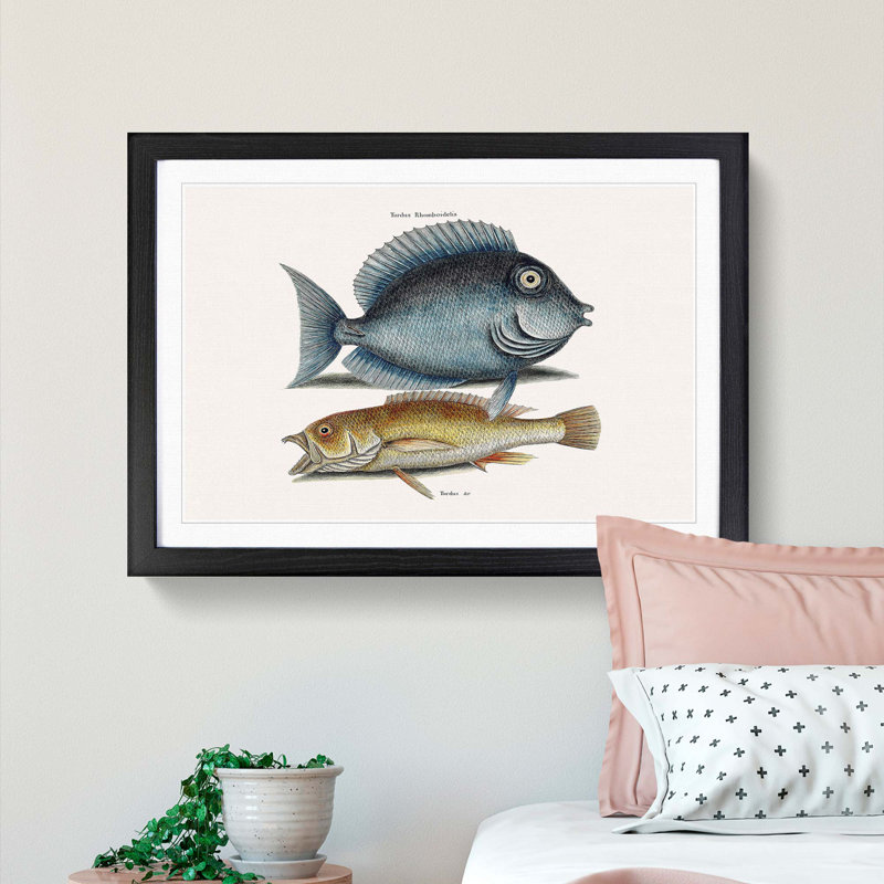 Tang Fish & Yellow Fish by Mark Catesby - Picture Frame Graphic Art Print, 27cm H x 36cm W x 2cm D, Black Framed