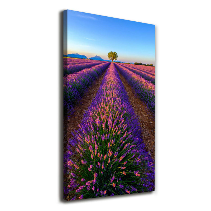 Lavender Field - Wrapped Canvas Print