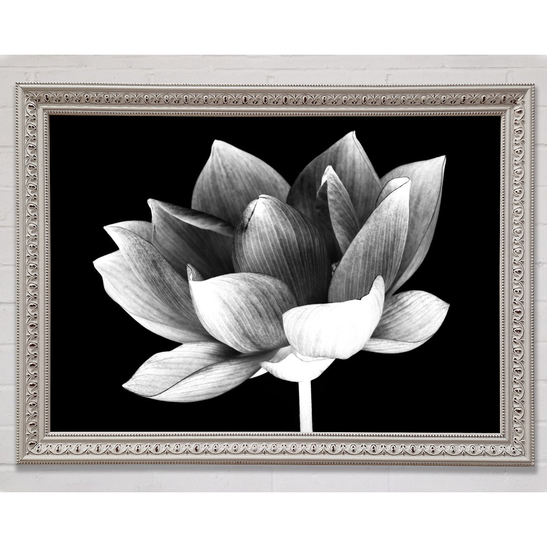 White And White Flower Beauty - Einzelner Bilderrahmen Kunstdrucke