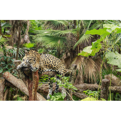 Jaguar par Ivstiv