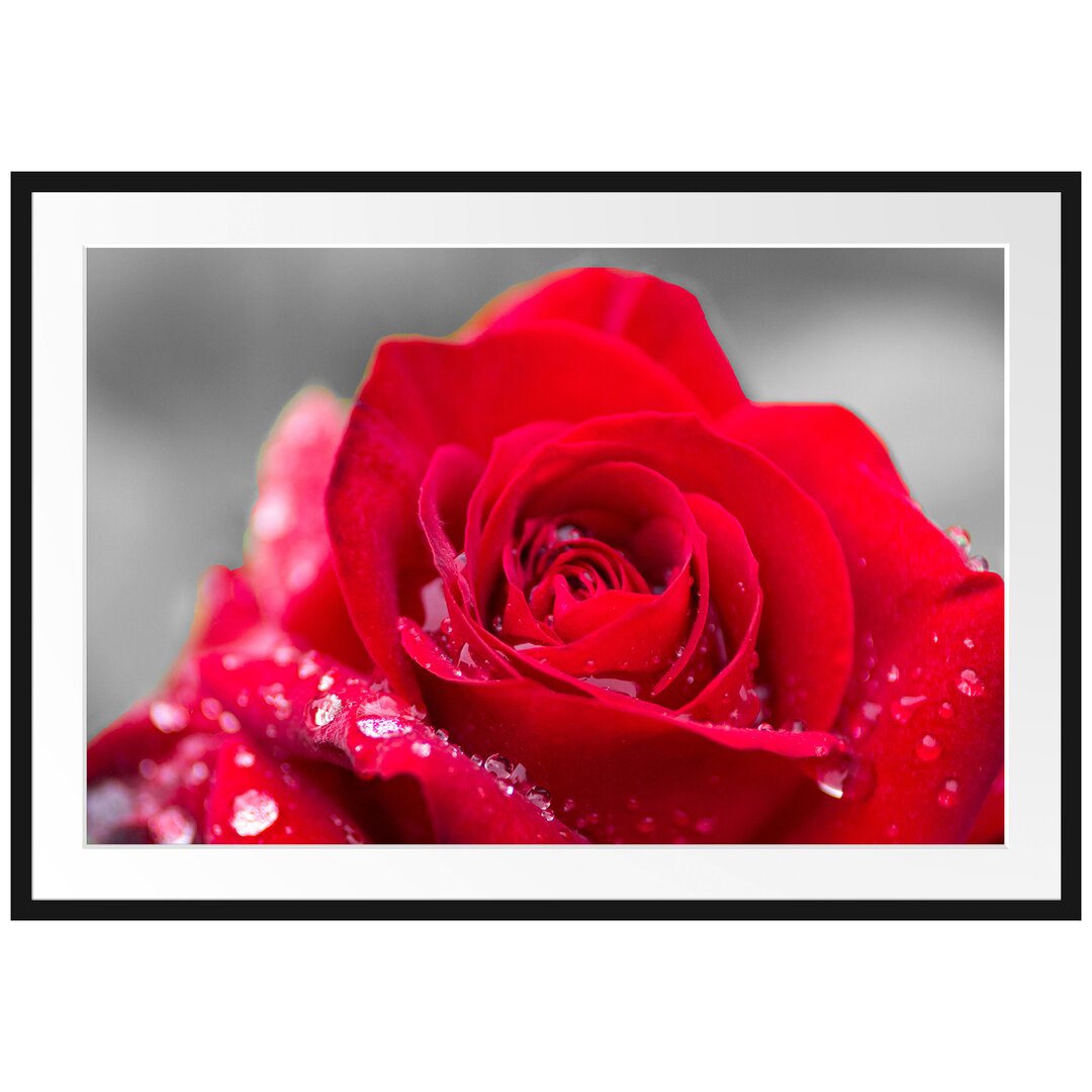 Gerahmtes Poster Rose mit Wassertropfen