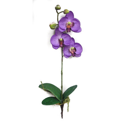 Orchid Arrangement