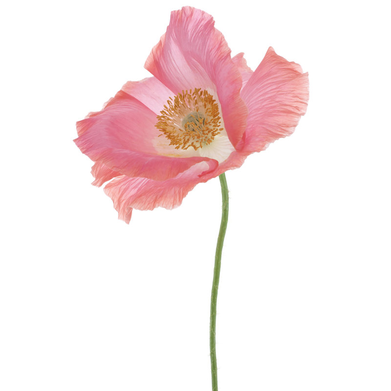 «Poppy Flower» par - impression sur toile tendue, L 12 po x H 18 po