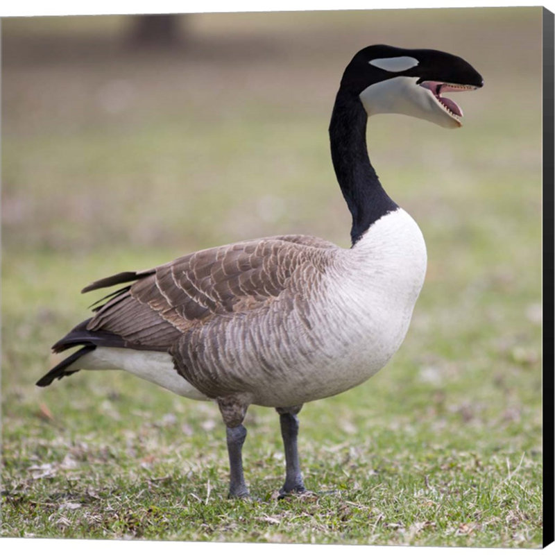" Orcuse " by Pixelmated Animals
